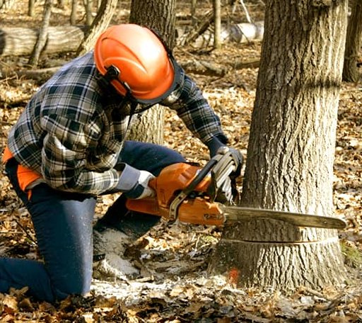 Tree Removal in Valley View, TX